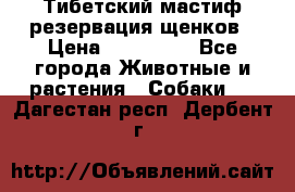 Тибетский мастиф резервация щенков › Цена ­ 100 000 - Все города Животные и растения » Собаки   . Дагестан респ.,Дербент г.